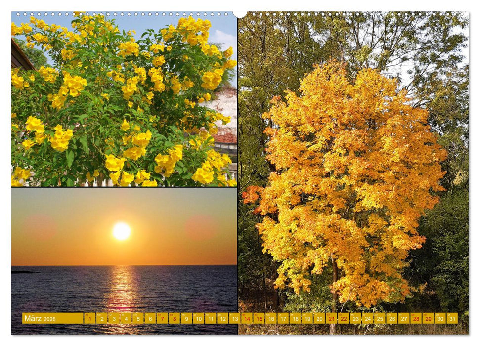 Die Faszination der Farben (CALVENDO Premium Wandkalender 2026)