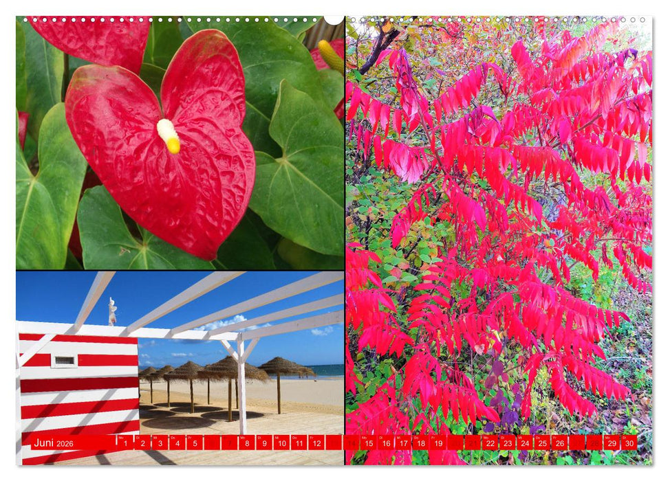 Die Faszination der Farben (CALVENDO Premium Wandkalender 2026)