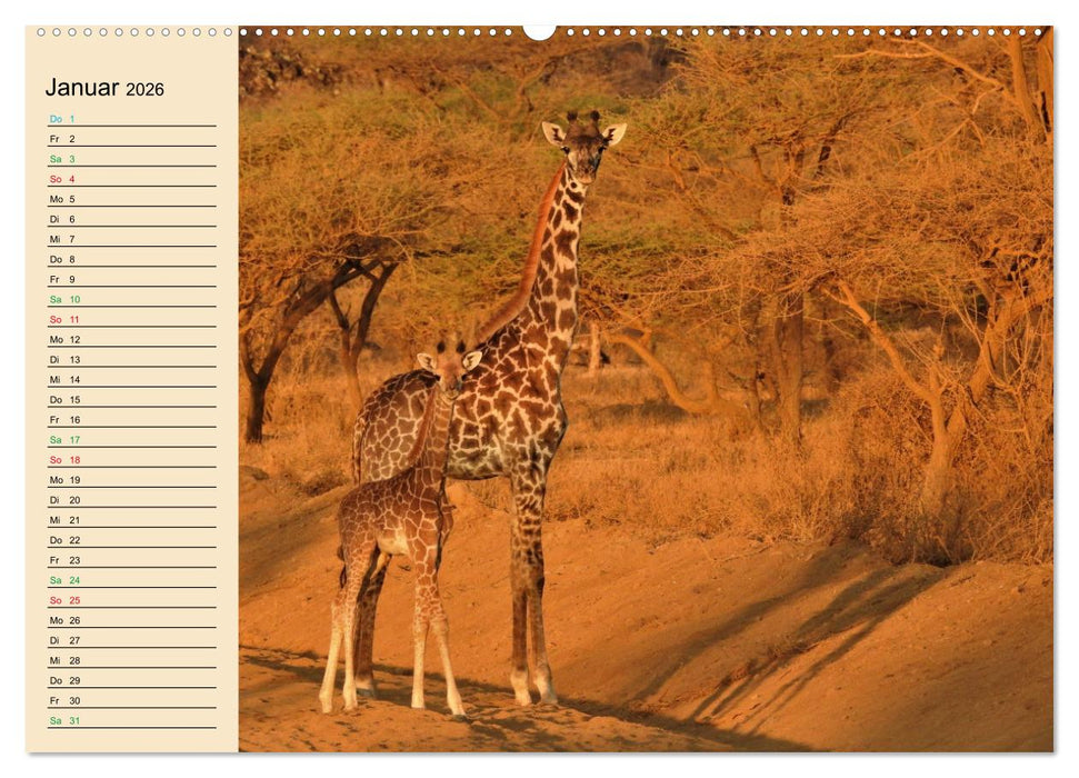 Verrückt nach Safari Verrückt nach Abenteuer in Kenia (CALVENDO Premium Wandkalender 2026)
