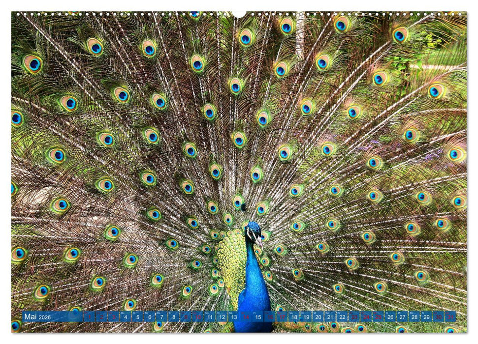 Die Pfaueninsel in Berlin (CALVENDO Wandkalender 2026)