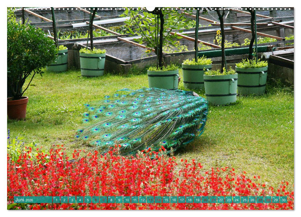 Die Pfaueninsel in Berlin (CALVENDO Wandkalender 2026)