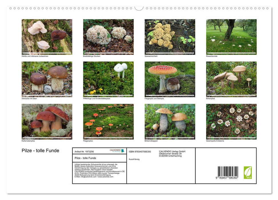 Pilze - tolle Funde (CALVENDO Premium Wandkalender 2026)