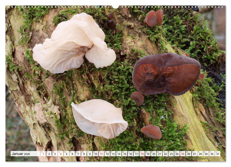 Pilze - tolle Funde (CALVENDO Premium Wandkalender 2026)