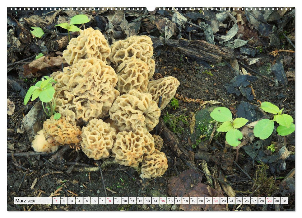 Pilze - tolle Funde (CALVENDO Premium Wandkalender 2026)