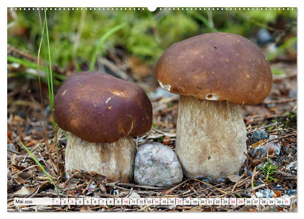 Pilze - tolle Funde (CALVENDO Premium Wandkalender 2026)