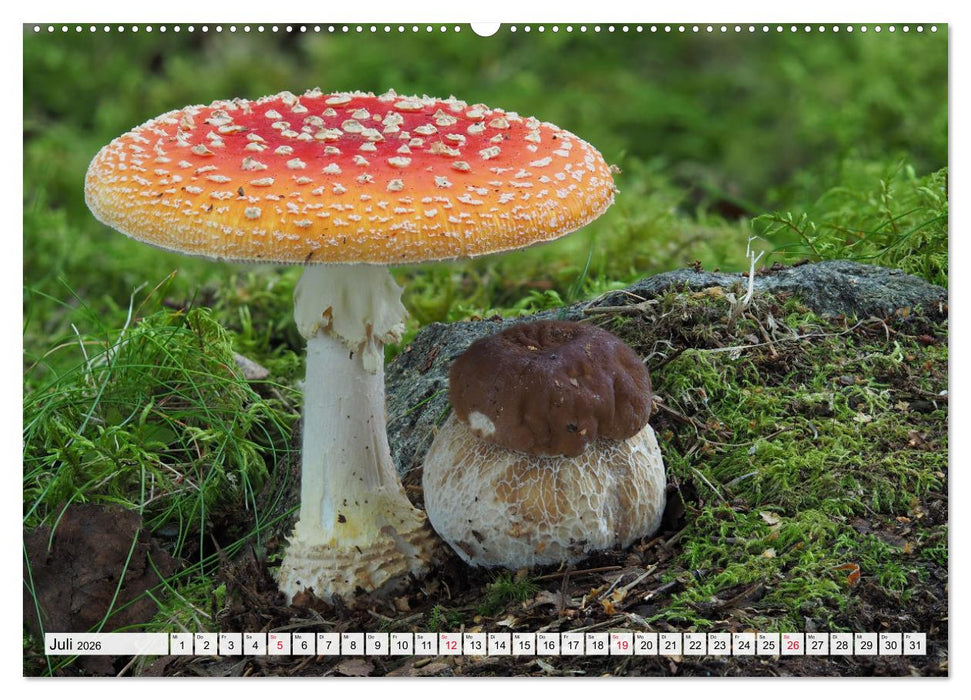 Pilze - tolle Funde (CALVENDO Premium Wandkalender 2026)