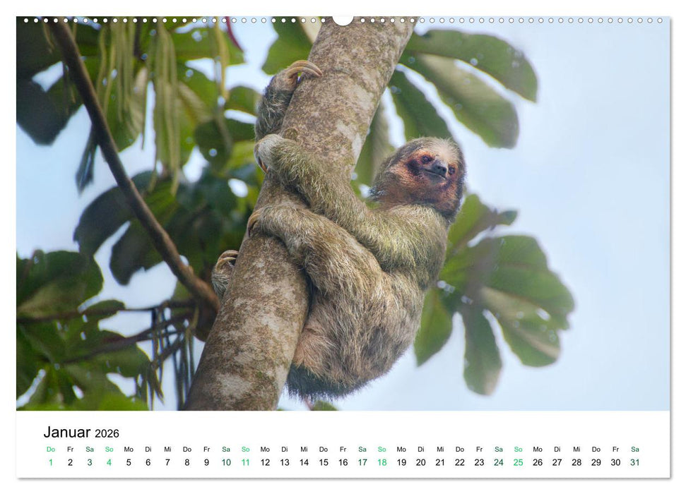 Costa Rica - Tropische Tierwelt (CALVENDO Premium Wandkalender 2026)