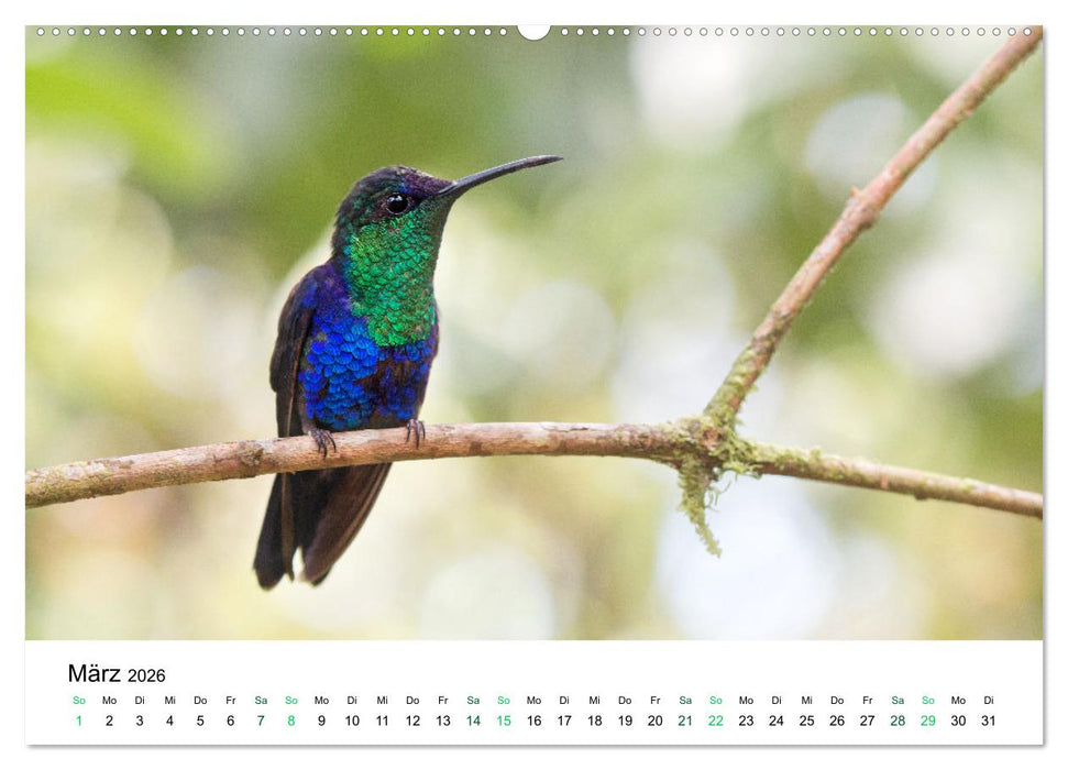 Costa Rica - Tropische Tierwelt (CALVENDO Premium Wandkalender 2026)