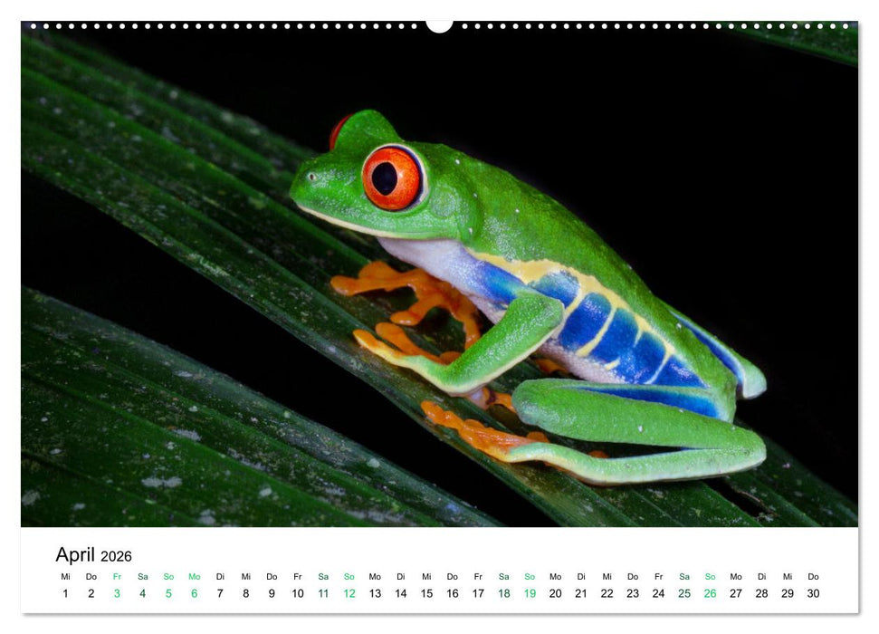 Costa Rica - Tropische Tierwelt (CALVENDO Premium Wandkalender 2026)