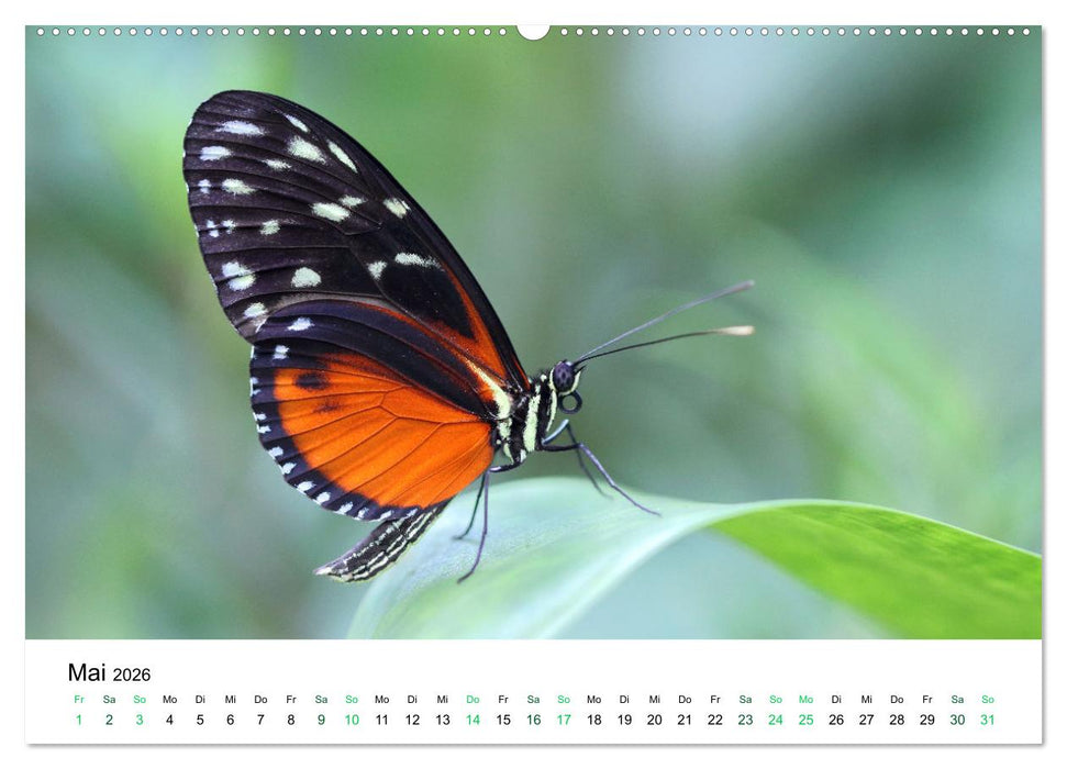Costa Rica - Tropische Tierwelt (CALVENDO Premium Wandkalender 2026)
