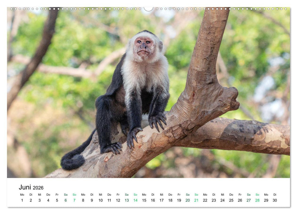Costa Rica - Tropische Tierwelt (CALVENDO Premium Wandkalender 2026)