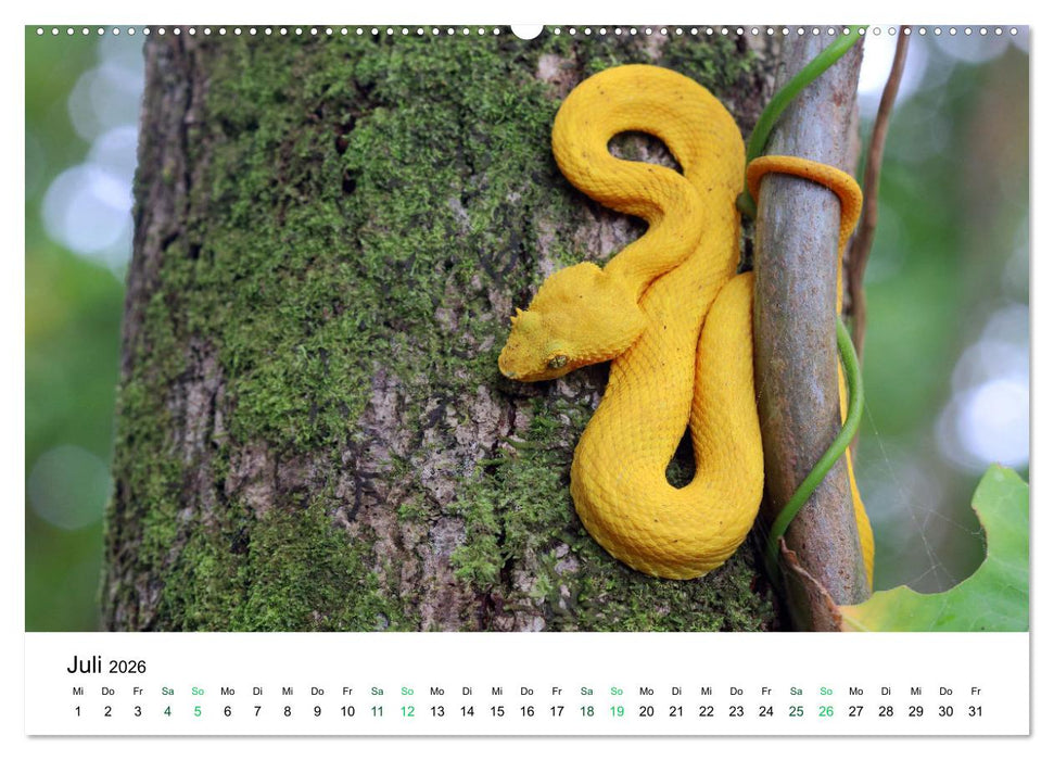 Costa Rica - Tropische Tierwelt (CALVENDO Premium Wandkalender 2026)