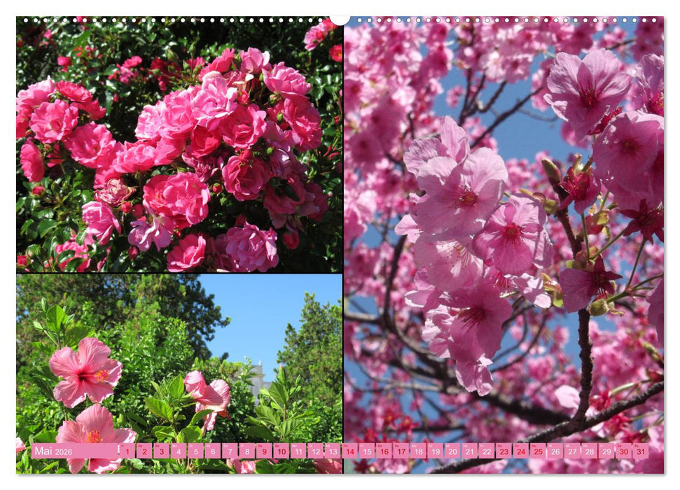 Die Faszination der Farben (CALVENDO Wandkalender 2026)