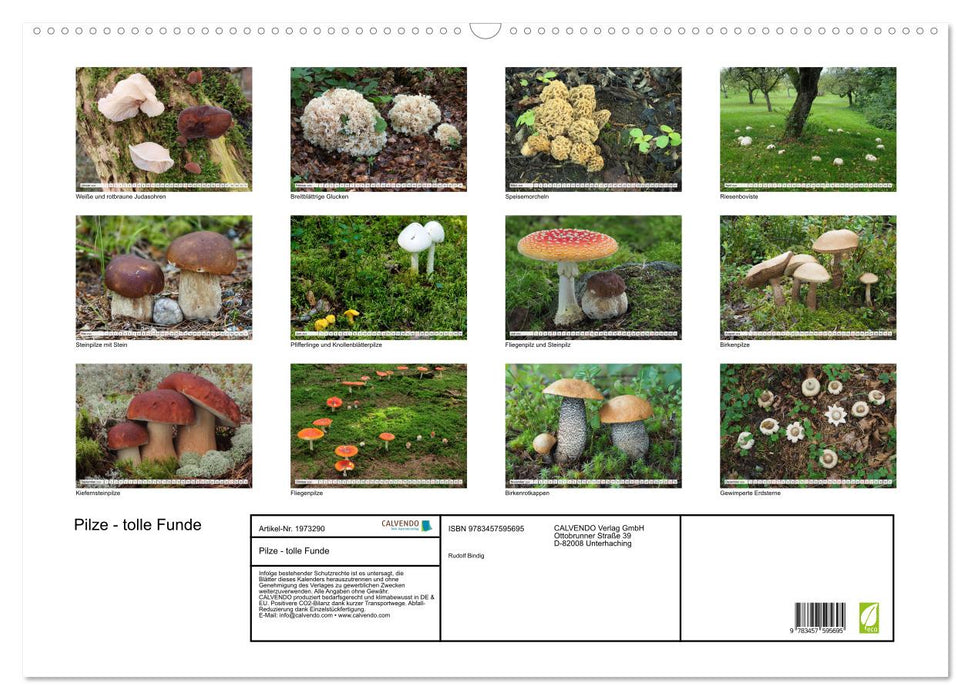 Pilze - tolle Funde (CALVENDO Wandkalender 2026)