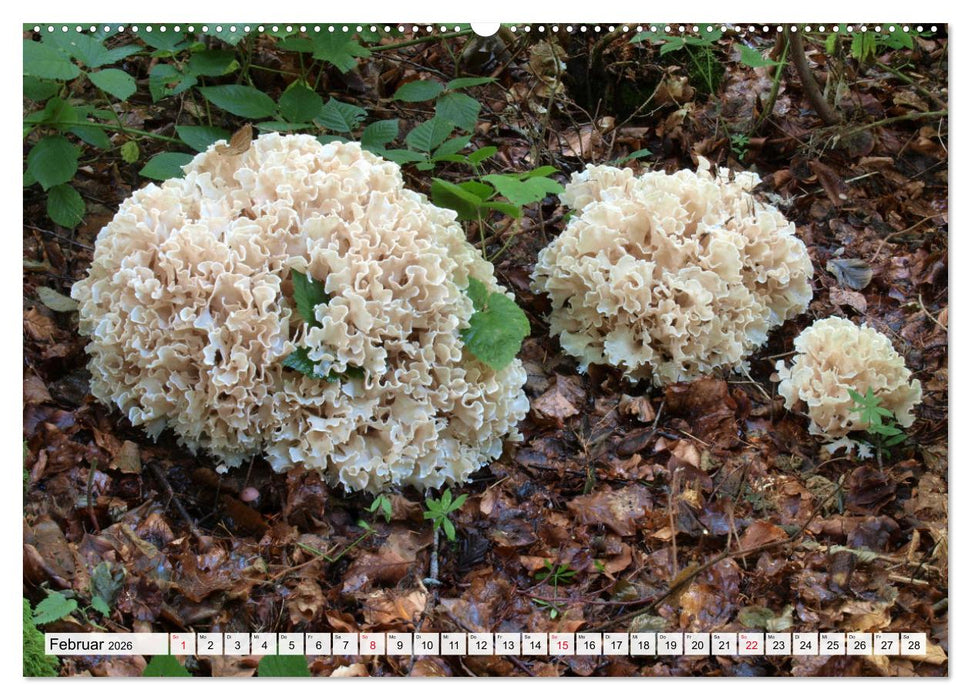 Pilze - tolle Funde (CALVENDO Wandkalender 2026)