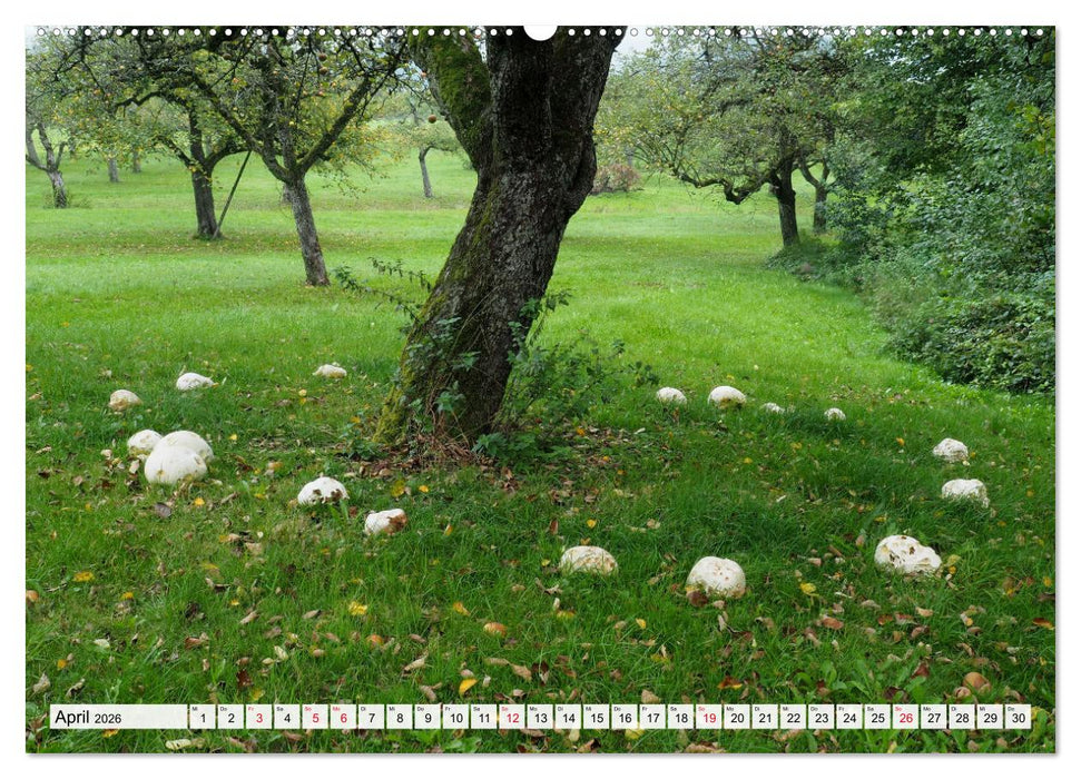 Pilze - tolle Funde (CALVENDO Wandkalender 2026)