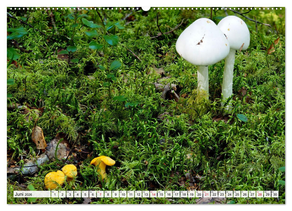 Pilze - tolle Funde (CALVENDO Wandkalender 2026)