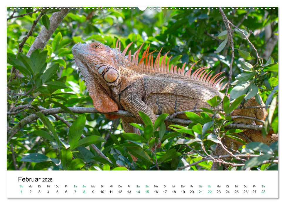 Costa Rica - Tropische Tierwelt (CALVENDO Wandkalender 2026)