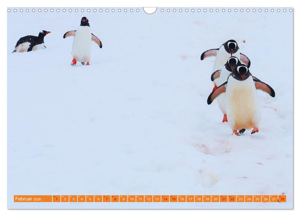 Arktis und Antarktis - Eisig durch das Jahr (CALVENDO Wandkalender 2026)