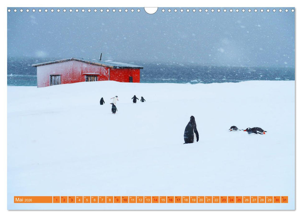 Arktis und Antarktis - Eisig durch das Jahr (CALVENDO Wandkalender 2026)