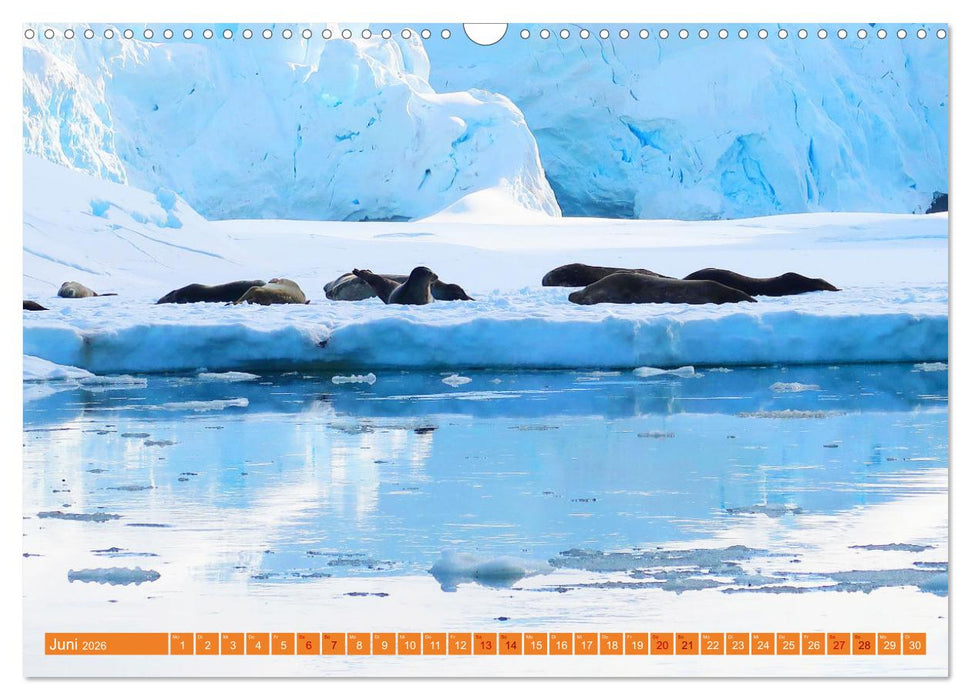 Arktis und Antarktis - Eisig durch das Jahr (CALVENDO Wandkalender 2026)