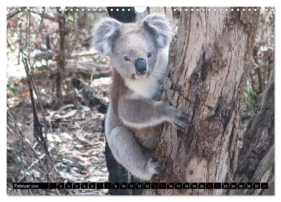 7 Kontinente - Weltweit durch das Jahr (CALVENDO Wandkalender 2026)