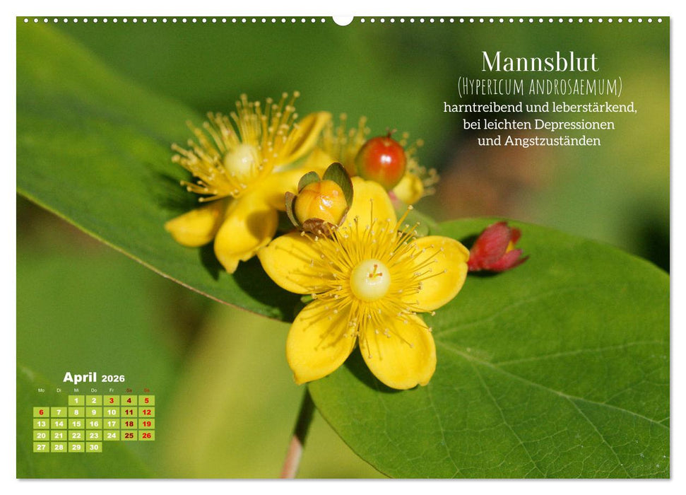Heilpflanzen - Schätze im Garten (CALVENDO Wandkalender 2026)