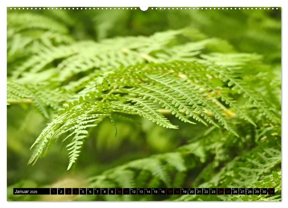 Naturwunder Wald (CALVENDO Wandkalender 2026)