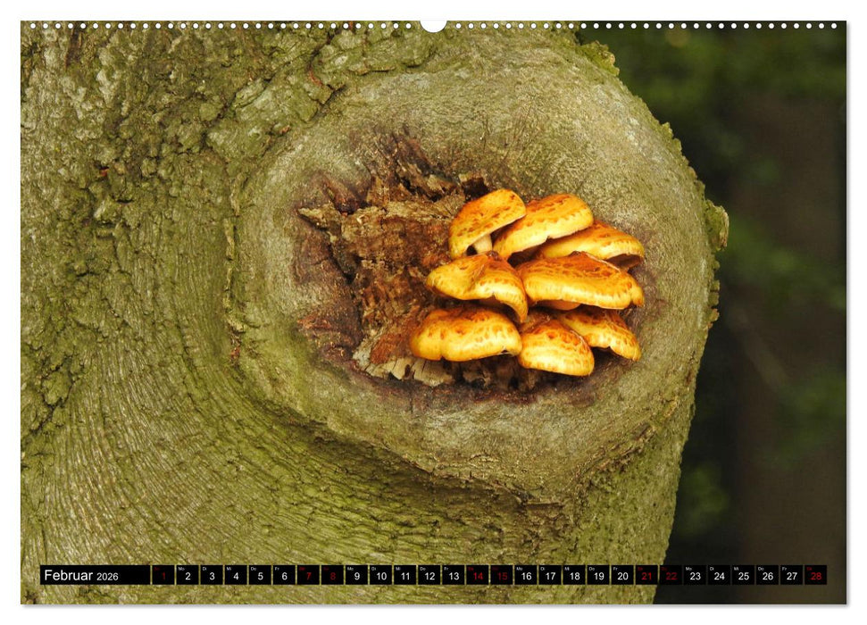 Naturwunder Wald (CALVENDO Wandkalender 2026)