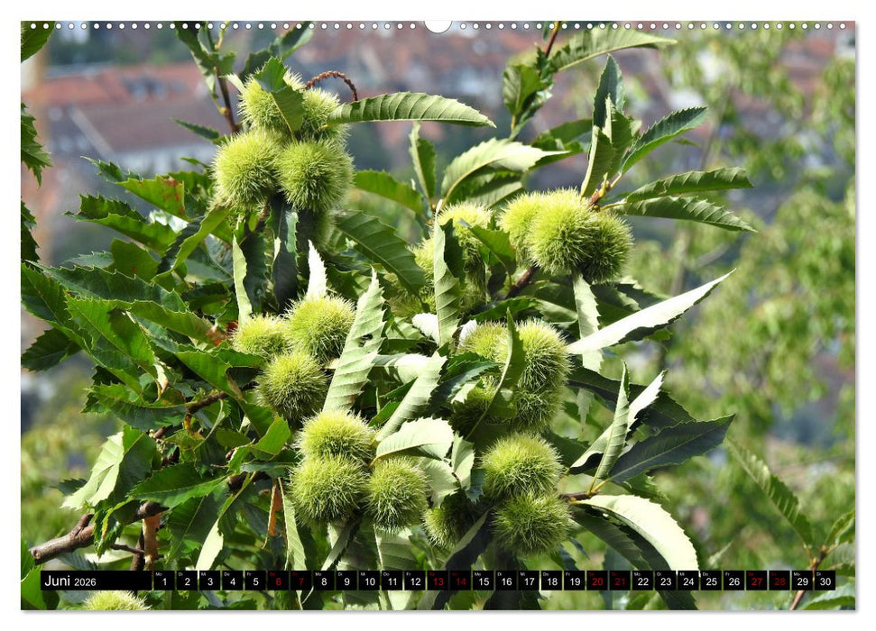 Naturwunder Wald (CALVENDO Wandkalender 2026)