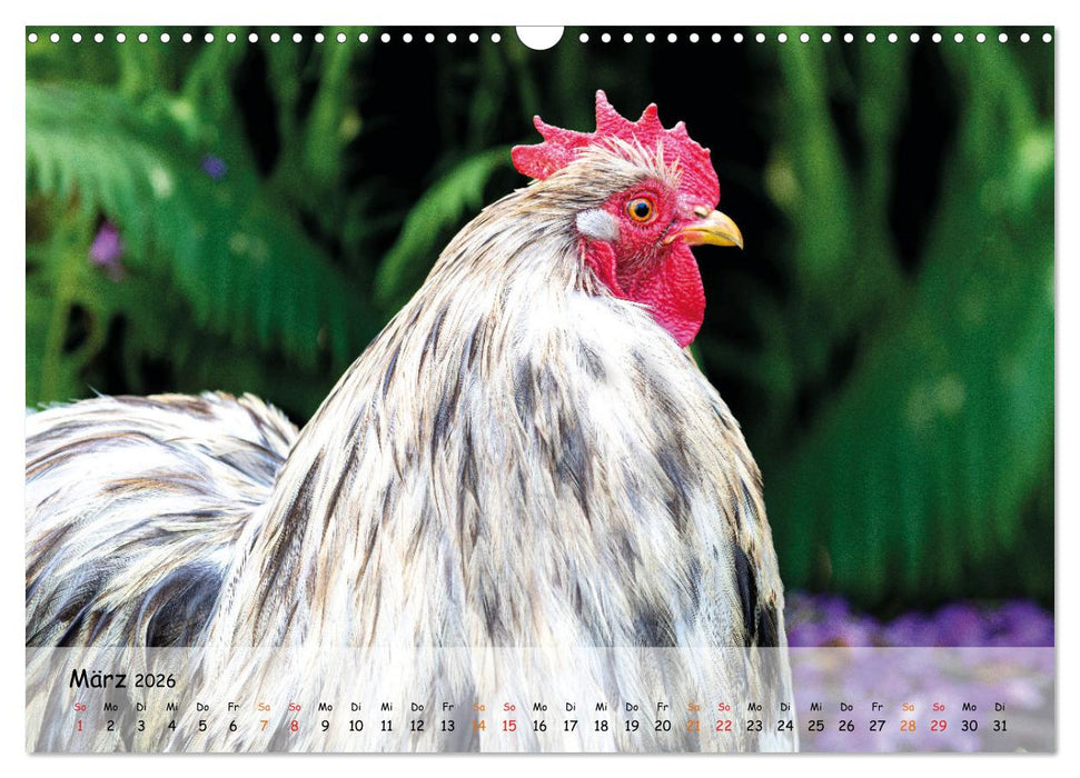 Hühner im Garten (CALVENDO Wandkalender 2026)