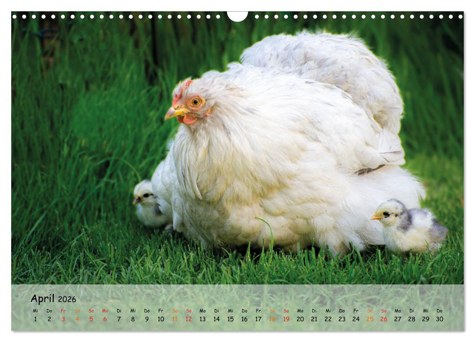 Hühner im Garten (CALVENDO Wandkalender 2026)