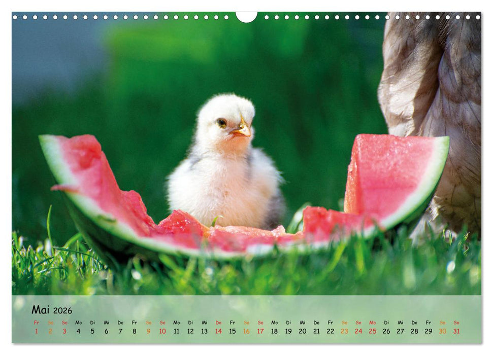 Hühner im Garten (CALVENDO Wandkalender 2026)