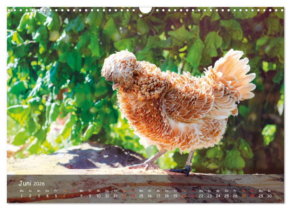 Hühner im Garten (CALVENDO Wandkalender 2026)
