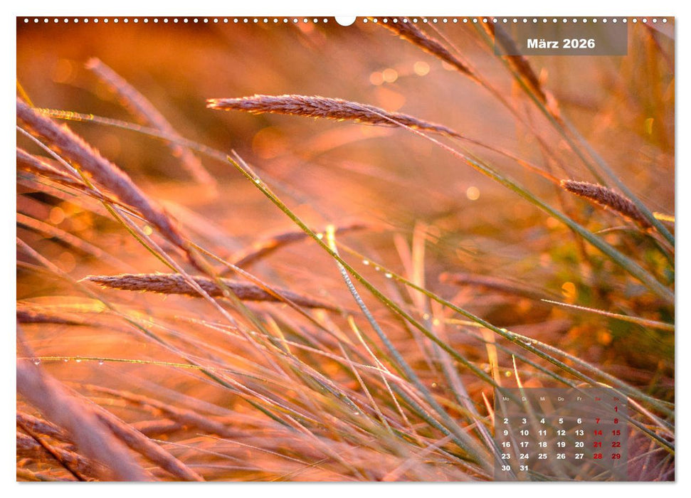 feeling Sylt (CALVENDO Wandkalender 2026)
