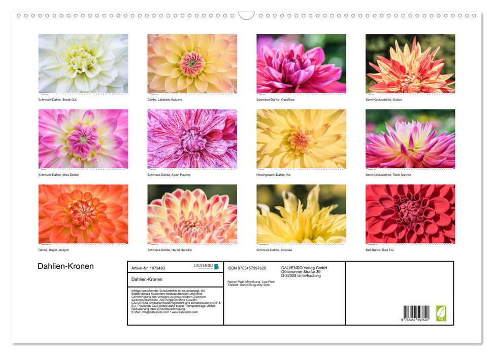 Dahlien-Kronen (CALVENDO Wandkalender 2026)