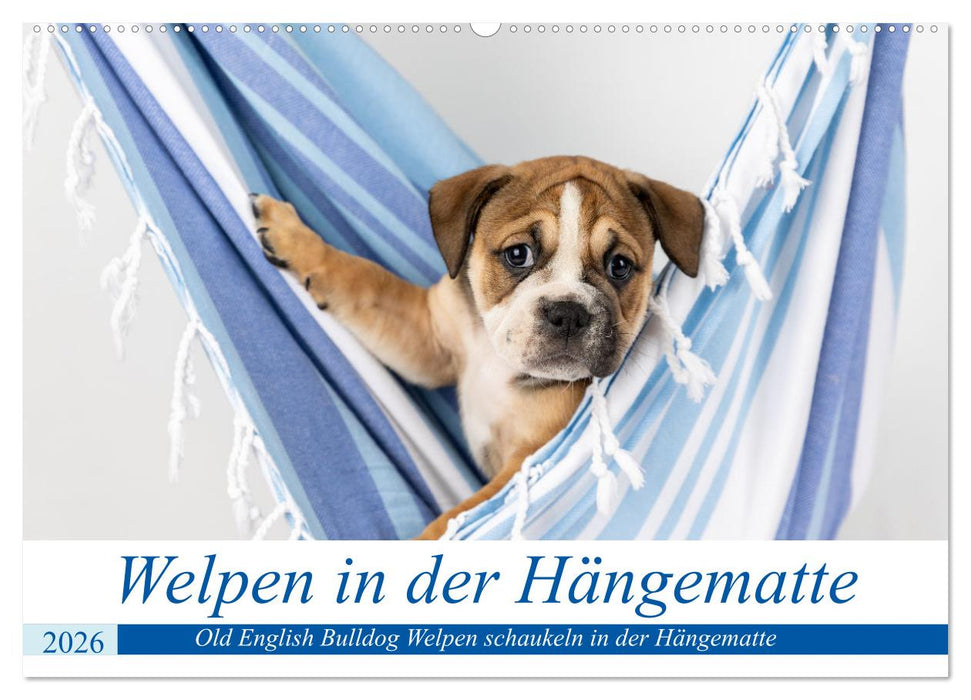 Welpen in der Hängematte (CALVENDO Wandkalender 2026)