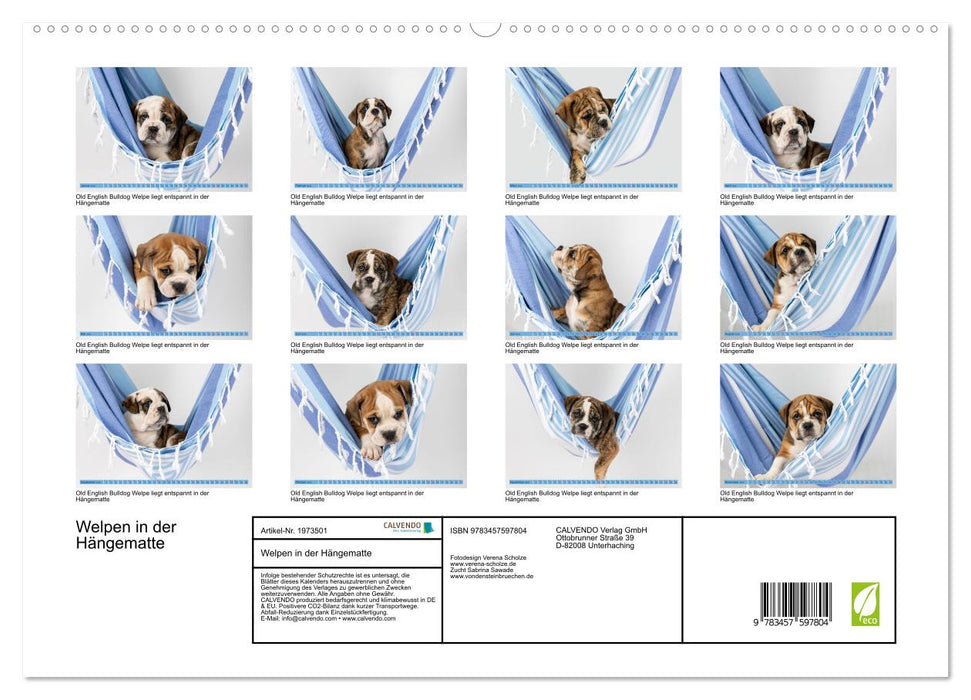 Welpen in der Hängematte (CALVENDO Wandkalender 2026)