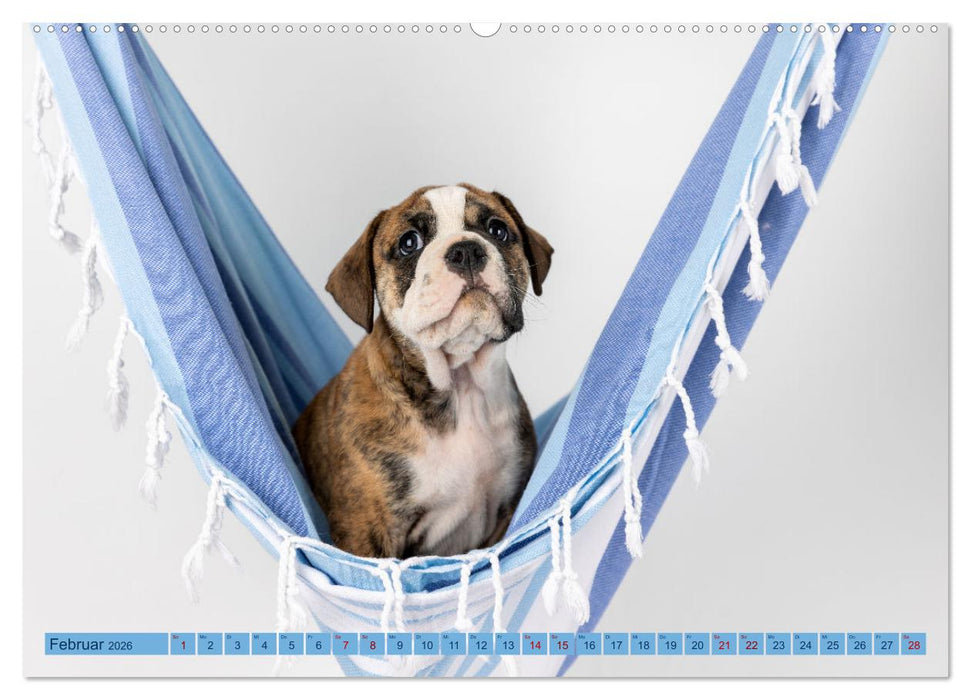 Welpen in der Hängematte (CALVENDO Wandkalender 2026)