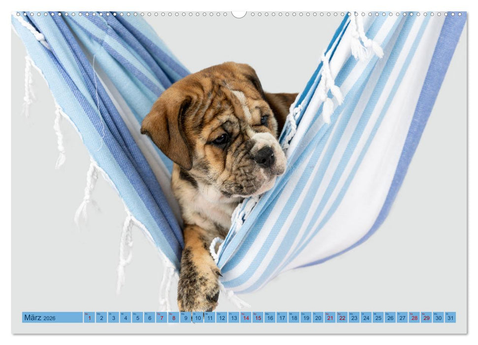 Welpen in der Hängematte (CALVENDO Wandkalender 2026)