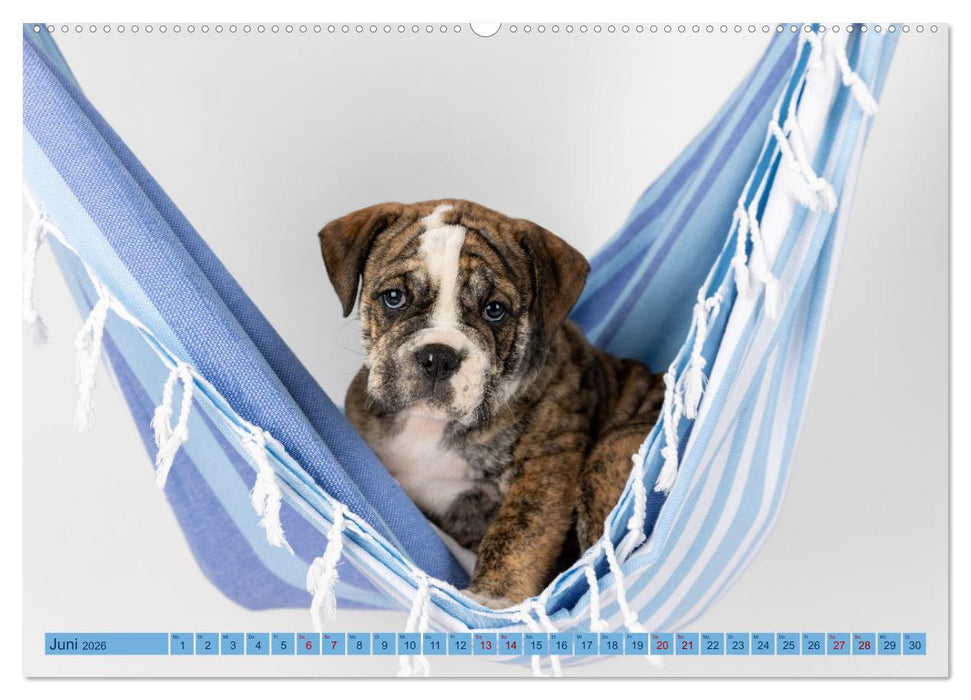 Welpen in der Hängematte (CALVENDO Wandkalender 2026)