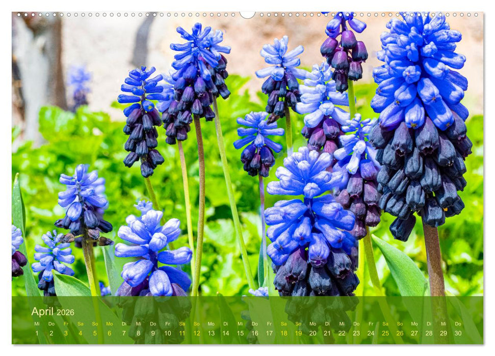 der staudengarten zu bad hersfeld (CALVENDO Premium Wandkalender 2026)