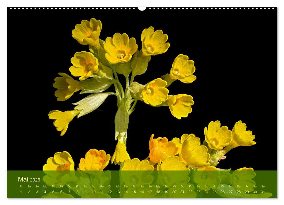 der staudengarten zu bad hersfeld (CALVENDO Premium Wandkalender 2026)