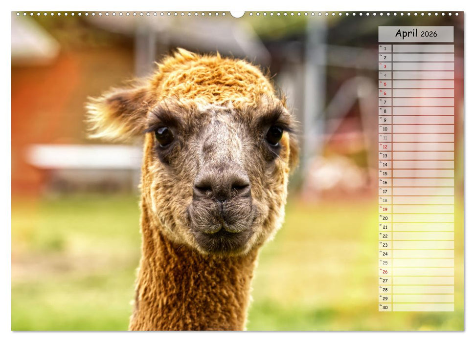 Alpaka, coole Typen mit wilden Frisuren (CALVENDO Wandkalender 2026)