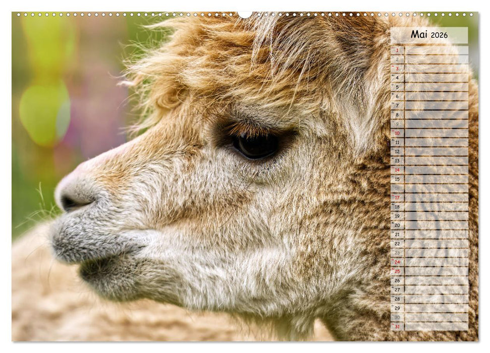 Alpaka, coole Typen mit wilden Frisuren (CALVENDO Wandkalender 2026)