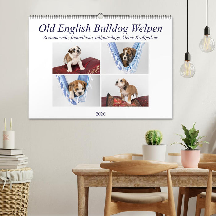 Old English Bulldog Welpen (CALVENDO Wandkalender 2026)