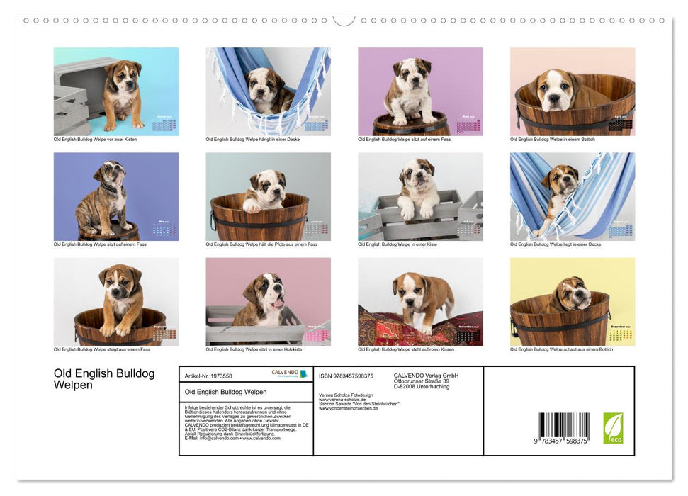 Old English Bulldog Welpen (CALVENDO Wandkalender 2026)