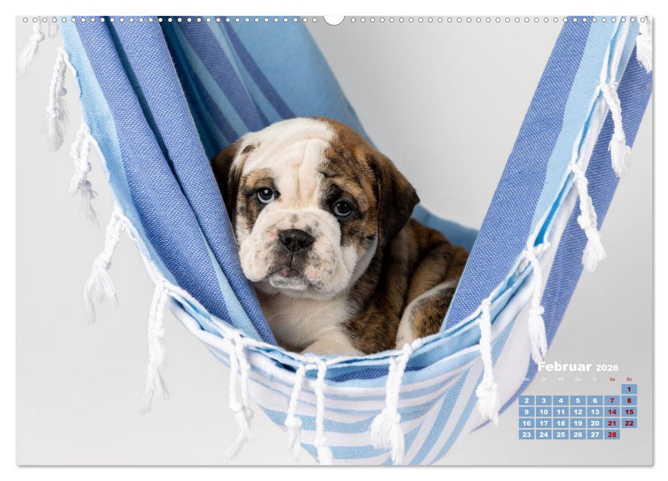 Old English Bulldog Welpen (CALVENDO Wandkalender 2026)