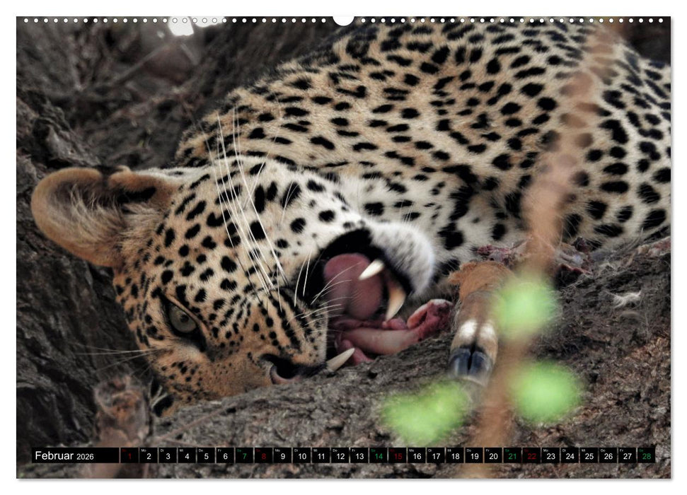 Verrückt nach SAFARI Unterwegs im Tsavo Ost und West Kenia (CALVENDO Premium Wandkalender 2026)