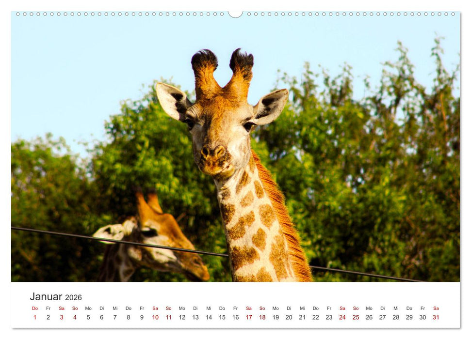 Mosambik - Eine Perle im Süden Afrikas. (CALVENDO Wandkalender 2026)